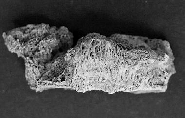 Mindkét oldali femur proximalis részén ventralisan, a linea pectinea és a tuberositas glutea között jelentős, mindkét tibia diaphysisén kismértékű periostealis appositio jött létre.