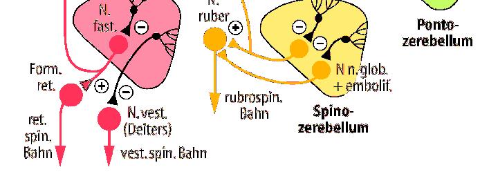 3. neo-cerebellum