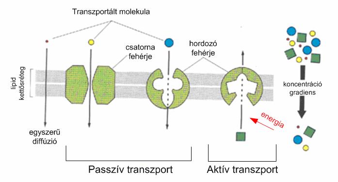 Aktív transzport során kéma vagy fényenerga, lletve egy másk komponens passzív transzportjának felhasználásával történk a továbbítás (4.1.2.
