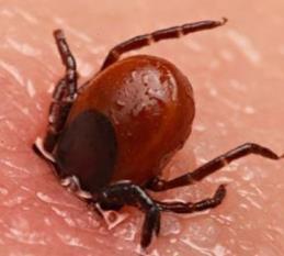 LYME BETEGSÉG (LYME BORRELIÓZIS) Kórokozó: B. burgdorfei Vektor: I.