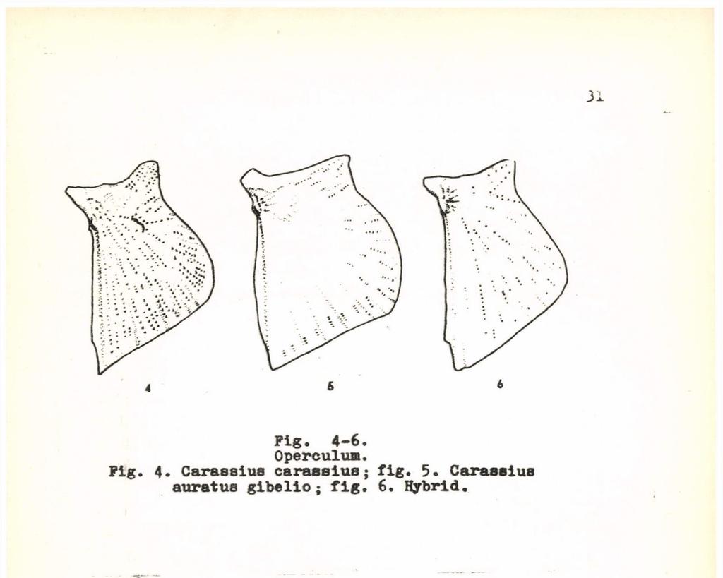 fig. 6. Hybrid. 7 e» Pig.