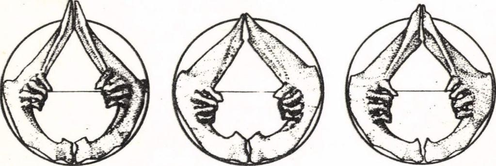 inferioris. Pig. 7.