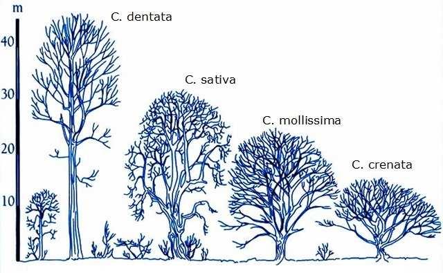 2.1.7. A kórokozó gazdanövényei A Cryphonectria parasitica (Murrill) M. E. Barr parazita kórokozó tápnövényeinek számát tekintve oligofágnak mondható.