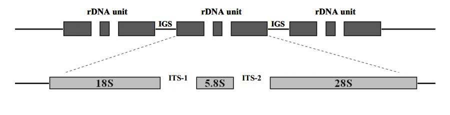 2.2.2. Az ITS-régió a fonalas gombákban Az rrns molekulát kódoló gének általános elterjedését a filogenetikai célú vizsgálatokban a génszakasz több előnyös tulajdonsága is elősegítette.