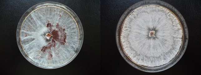 Miután a kórokozó jellegzetes telepei jól láthatóan kirajzolódtak a Petri-csészékben, fényképek segítségével dokumentáltuk a látottakat (50. ábra). 50.