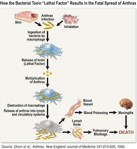 PA receptorok agy, szív, GI, tüdő, izmok, pancreas, macrophagok Virulens anthrax bacillus multiplikálódik a lézió helyén ellenáll a phagocytosisnak; ha mégis