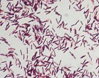 Bacillus cereus Morfológia: