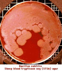 Egyéb aerob spóraképzők Antibiotikum-termelők: gyakran polypeptidek Brevibacillus brevis (pl. gramicidin, tyrothricin), Bacillus cereus (pl. cerexin, zwittermicin), Bacillus circulans (pl.