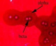 Clostridium perfringens Jellegzetes kettős hemolitikus zóna a telepek körül (belső tiszta zóna a