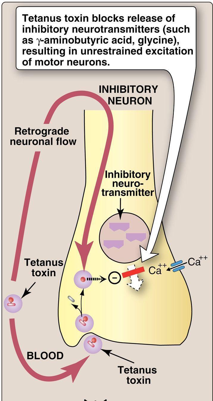 Clostridium tetani Tetanospazmin (A és B) Hőlabilis, plazmid-kódolt Stacioner fázisban termelődik Sejtlízis során felszabadul Retrograd axonalis transzporttal terjed a perifériás idegektől a
