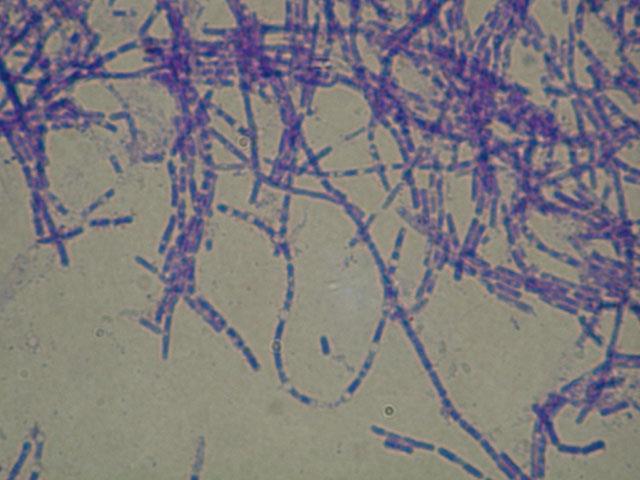 Bacillus