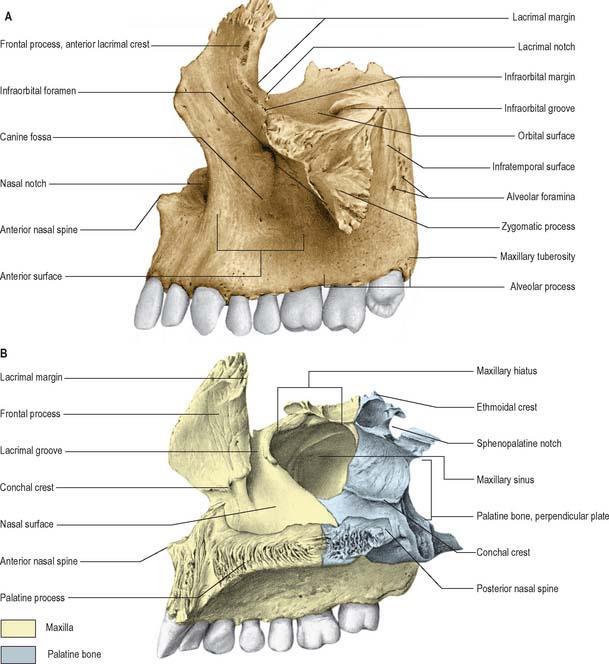 Maxilla: processus