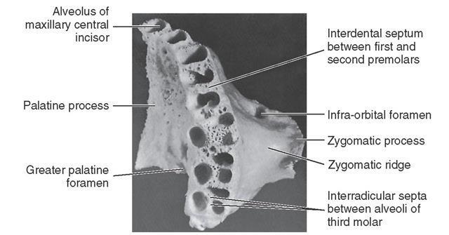 Maxilla: processus alveolaris alveoli