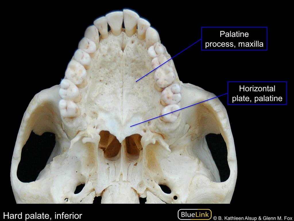 Maxilla: processus palatinus canalis incisivus