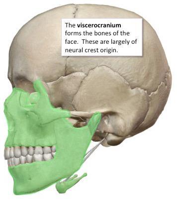 Cranium Cerebrocranium= Neurocranium Os frontale Os sphenoidale Os temporale Os parietale Os occipitale Viscerocranium Os