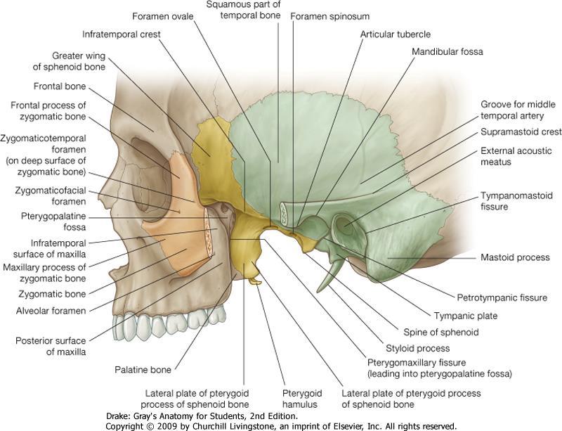 Os palatinum: lamina