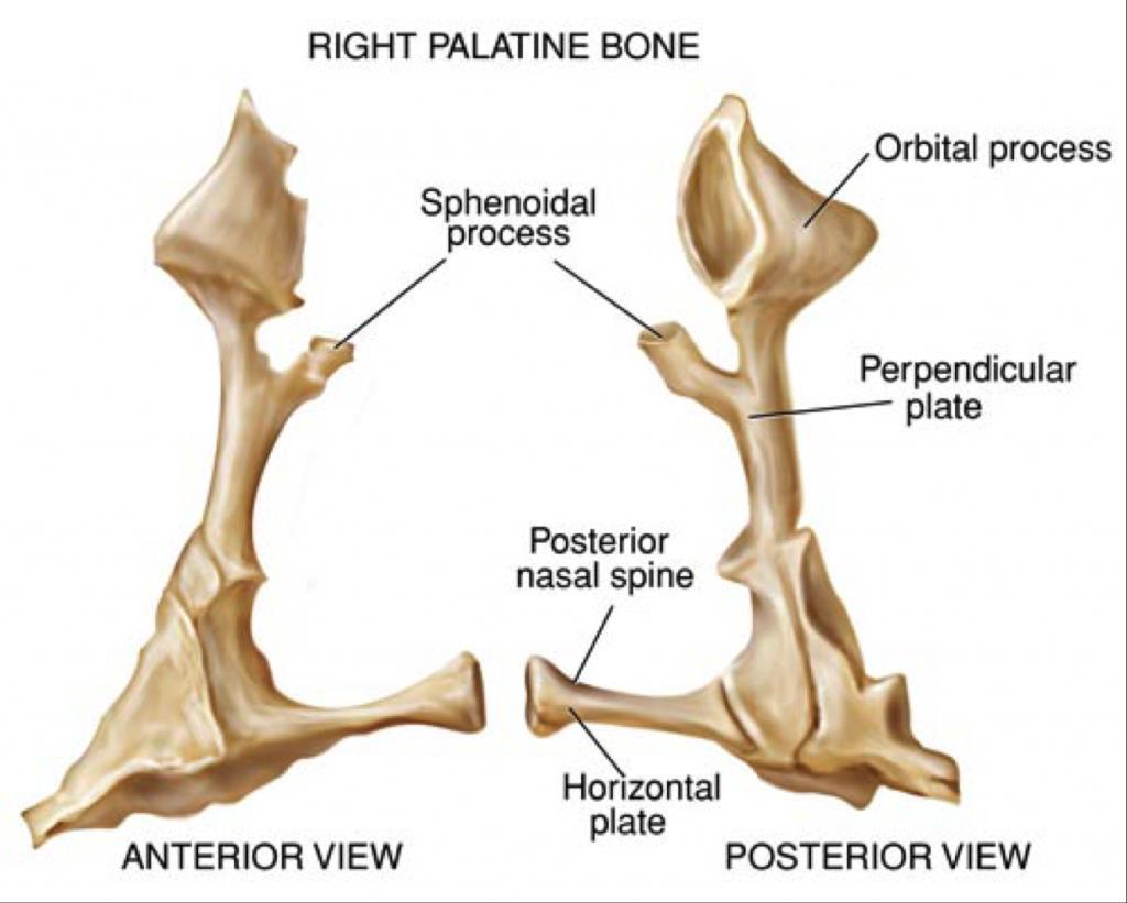 Os palatinum: lamina perpendicularis