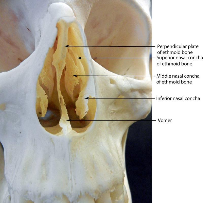 a septum nasi két részre osztja nyílásai: aprtura piriformis és choanae