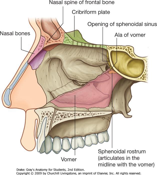 CAVUM NASI: LATERALIS FAL processus frontales maxillae (1) os ethmoidale (2) conchae nasales bulla ethmoidalis processus uninatus hiatus semilunaris (3) os