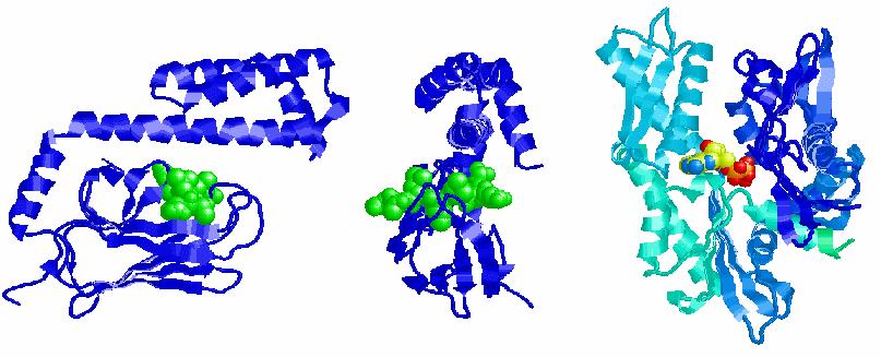reticulumban található Hsp70-et (Grp78 (Immunoglobulin heavy chain-binding protein, BiP); 78kDa) is (101). A családba tartozó összes fehérje ATP-t köt és azt működése során hidrolizálja.