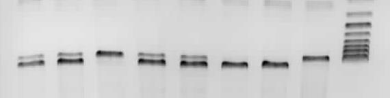 500 bp 1031 bp AG AG GG AG AG AA AA GG marker 3.