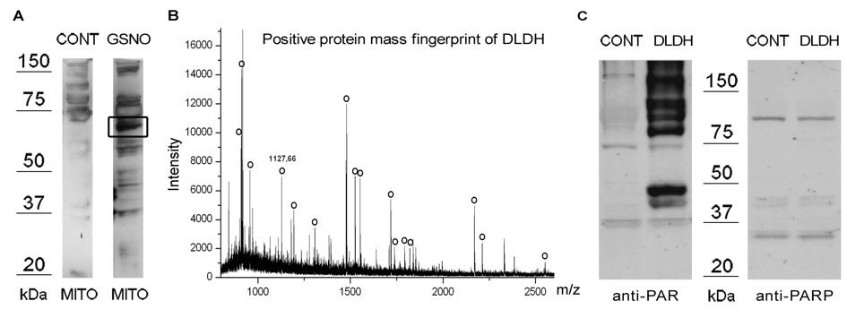 Fig. 4. DLDH contributes to mitochondrial PARP-like enyzme activity. Treating live mitochondria with 3 mm GSNO resulted in extra PAR bands (panel A).
