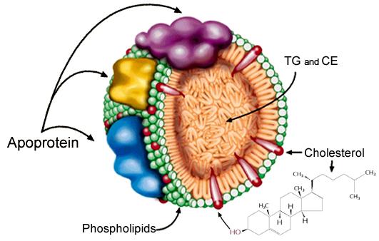 A lipoproteinek felépítése A burok alkotói: A belső rész alkotói: apoproteinek foszfolipidek poláros