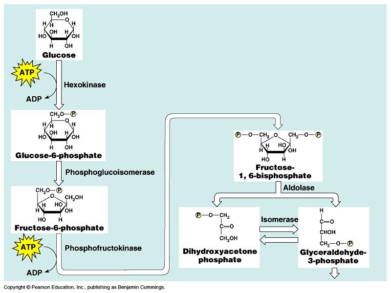 4. fruktóz-1,6-biszfoszfát glicerinaldehid-3-foszfát dihidroxi-aceton-foszfát enzim: aldoláz, reverzibilis