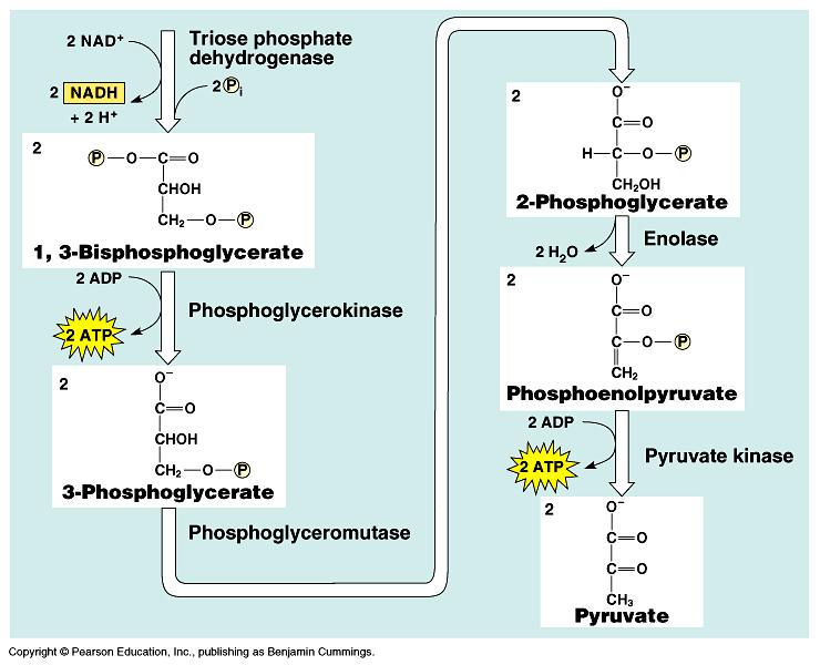 9. 2-foszfoglicerát foszfoenolpiruvát enzim: enoláz (2-foszfoglicerát anhidratáz) reverzibilis 10.