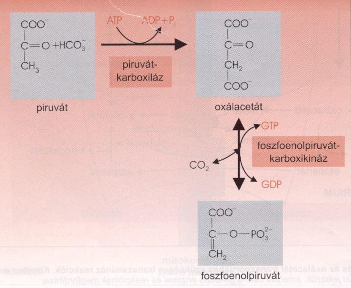 1. piruvát foszfoenolpiruvát enzimek: piruvát karboxiláz (biotin kofaktor, enetgiaigényes: ATP), foszfoenolpiruvát karboxikináz (energiaigényes: GTP) A glukoneogenezis enzimei két