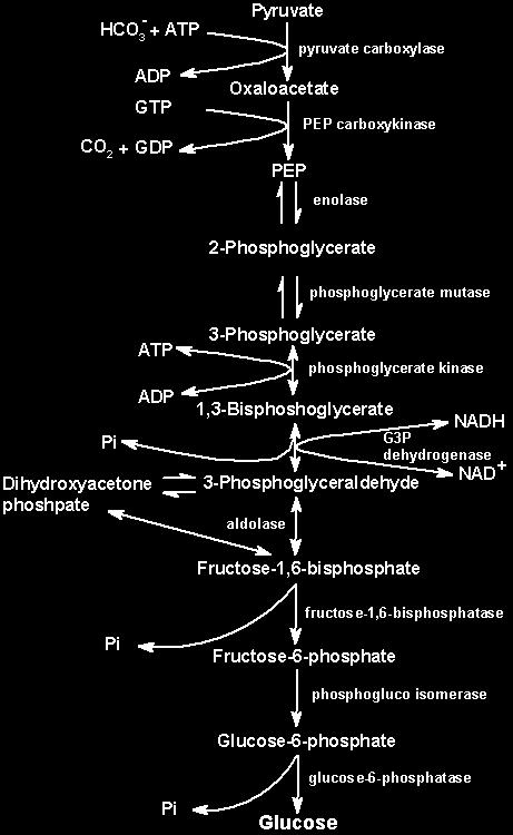 A foszfoenolpiruváttól a fruktóz- 1,6-biszfoszfátig a köztes