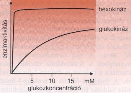 Szabályozás a hexokinázon és a glukokinázon keresztül glukóz + ATP glukóz-6-foszfát + ADP Hexokináz: eltérő szöveti izoenzimek, mindegyik esetben: - K M < 1 mm -