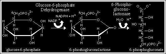 6-foszfoglukono-d-lakton 6-foszfoglukonát