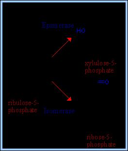 foszfopentóz epimeráz xilulóz-5-foszfát D-ribóz-5-foszfát: