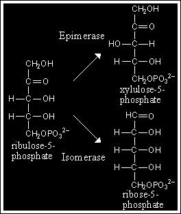 foszfopentóz izomeráz ribóz-5-foszfát Oxidatív út: