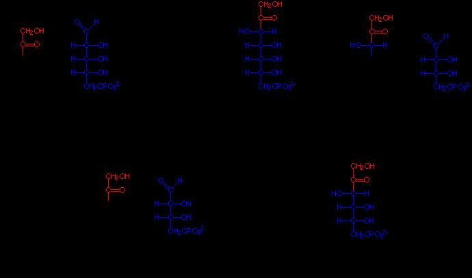 A glukóz direkt oxidációjának nem oxidatív szakasza transzketoláz transzaldoláz