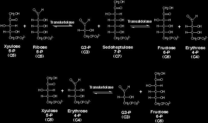 foszfát fruktóz-6-foszfát eritróz-4- foszfát transzketoláz xilulóz-5- foszfát