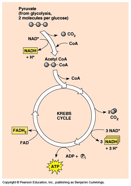 A citrát ciklus szabályozása Irreverzibilis lépéseket katalizáló enzimeken keresztül 1. citrát szintáz 2.