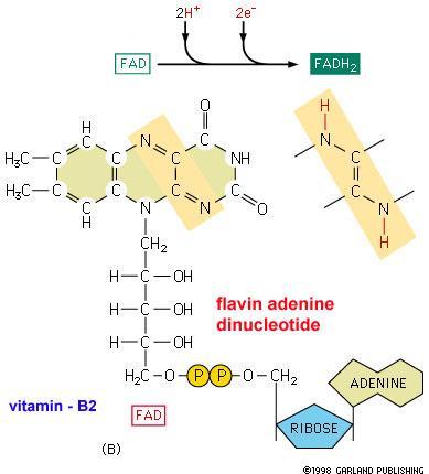 nikotinamid adenin-dinukleotid