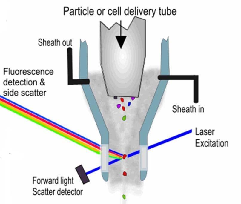 Az áramlási citometria elve Olyan műszer, amely szuszpendált egyedi sejtek fluoreszcens és fényszórási paramétereit méri nagy sebességgel (akár több ezer sejt/sec) Áramlási citometria Fluoreszcens