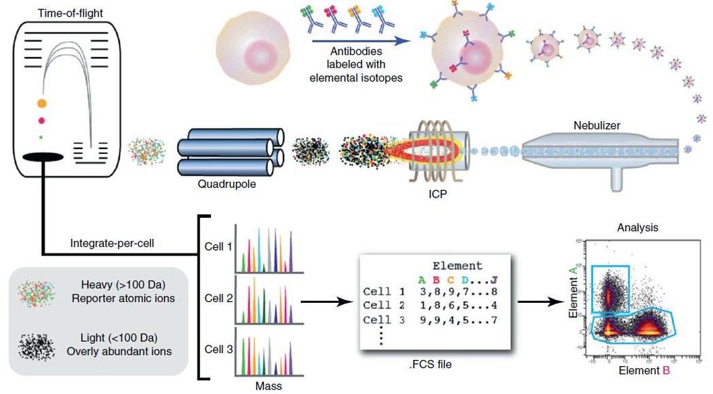 Tömeg citometria (mass cytometry) A spektrális átfedés miatt a szelektíven egyszerre detektálható fluorofórok száma limitált.