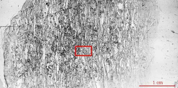 26. ábra. A polarizációs mikroszkóppal készített teljes kép a DU2CS1 csiszolatról, piros négyzettel a későbbiekben SEM-mel vizsgált részt jelöltem. 27. ábra. DU2CS1 mintáról készült polarizációs mikroszkópos kép pleokroós udvar radioaktív elemet tartalmazó ásványszemcse körül muszkovitban.
