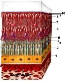 Retina rétegei: 3 sejt (kívülről befelé): fotoreceptor sejtek (csapok és pálcikák) bipoláris sejtek (interneuronok) ganglion sejtek INVERZ szem! A fény a 10. réteg felől jön, de a feldolgozást a 2.