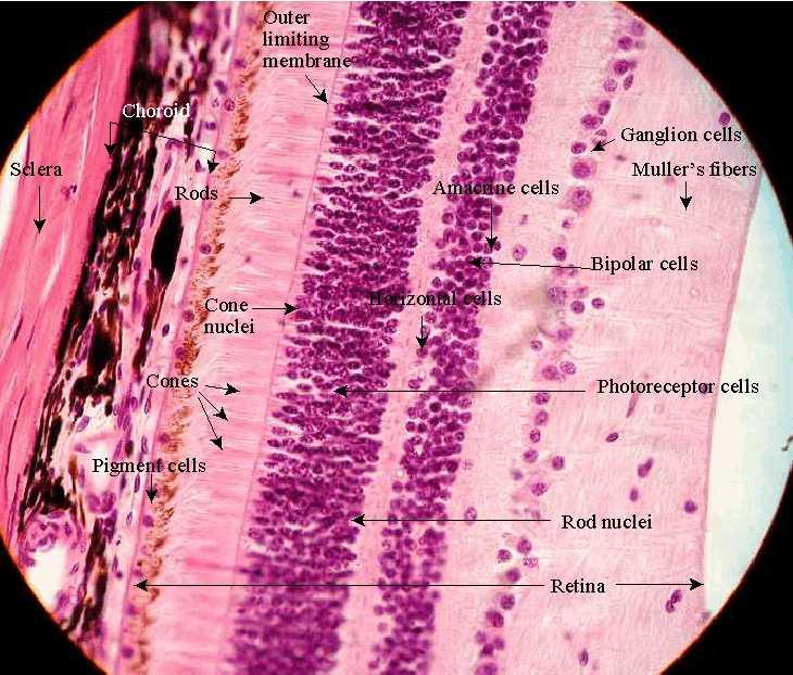 300x nagyítás Ideghártya: ganglionsejtek bipoláris sejtek csapok-pálcikák Retina rétegeinél irányok: vitreális