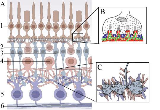 Retinális sejtek szinaptikus kapcsolatai: Egy csap 40-50 preszinaptikus szalagocska mentén létesít szinaptikus kapcsolatot, összesen 400-500 szinaptikus kapcsolata van.