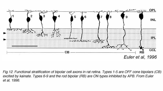 2. Bipoláris sejt Bipoláris sejt típusok axonvégződési