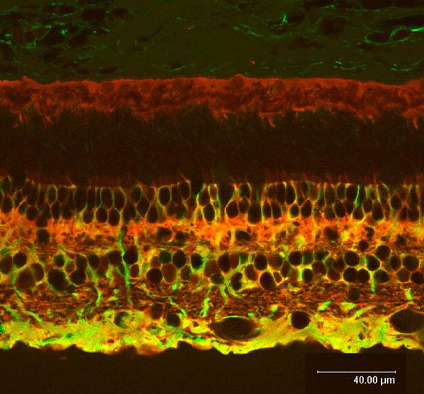Müller glia sejtek A retina fő gliális elemei.