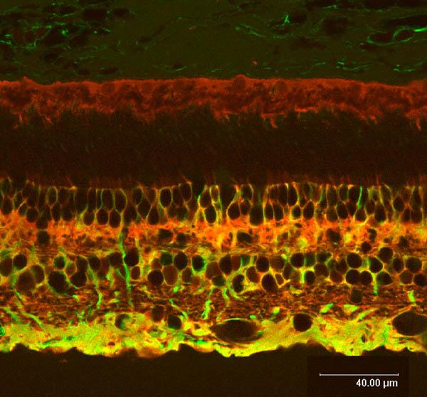 Müller glia sejtek A retina fő gliális elemei.