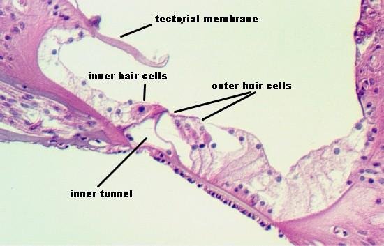 Corti féle szerv érzékelő (szőrsejtek) támasztó pillér sejtekből épül fel.