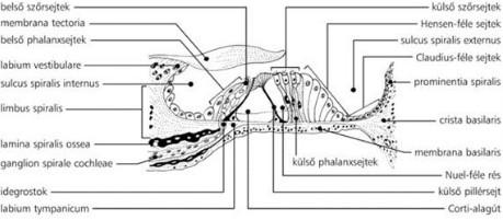 A külső pillérsejtek és a támasztósejtek pedig a Nuel féle rést (Corti alagút melletti jelöletlen üreg).